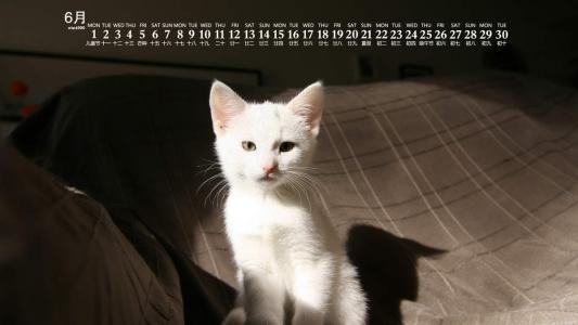 90后性感小猫咪写真第1张