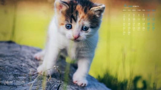 90后性感小猫咪写真第2张