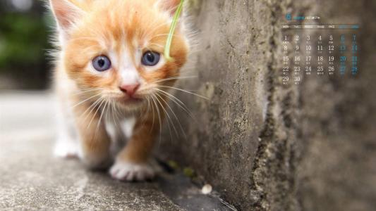 90后性感小猫咪写真第4张