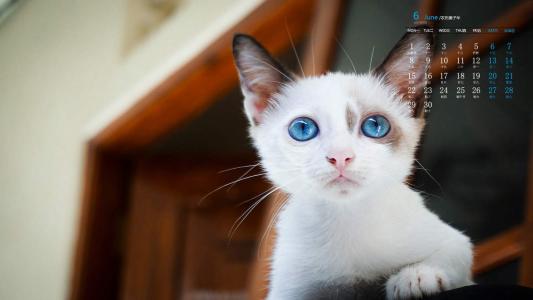 90后性感小猫咪写真第6张