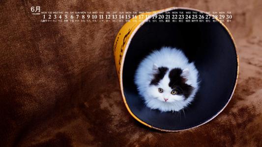 小猫图片 _ 第(8)张