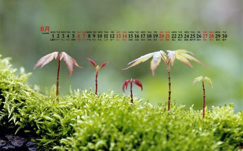 唯美清新绿色植物花卉高清摄影素材图片欣赏第0张