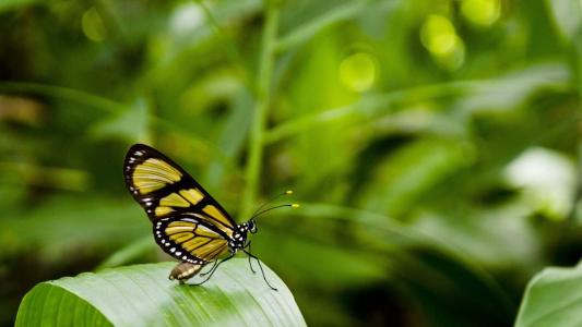 2017年5月清新绿色护眼植物瓢虫日历壁纸第5张
