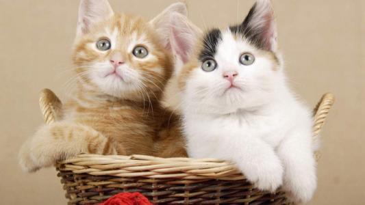 猫桌面图片 _ 第(5)张
