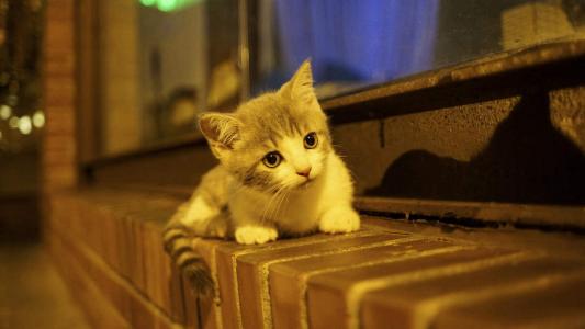 猫桌面图片 _ 第(6)张
