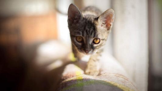 猫桌面图片 _ 第(8)张