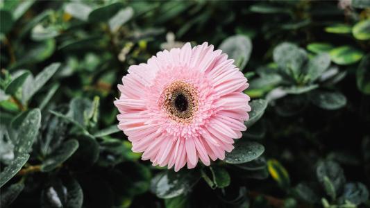菊花图片 _ 第(9)张