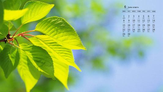 绿色植物图片 _ 第(2)张