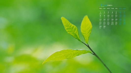 绿色植物图片 _ 第(5)张