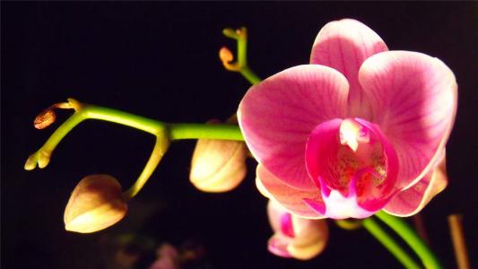 兰花图片 _ 第(6)张