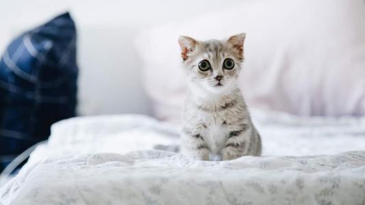 猫睡觉姿势搞笑图片：睡觉也要成双睡第4张