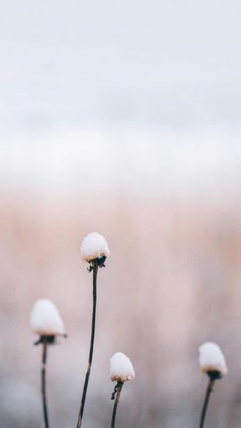 唯美冬日雪景图片手机壁纸第0张
