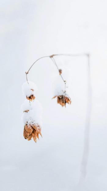 唯美冬日雪景图片手机壁纸第1张