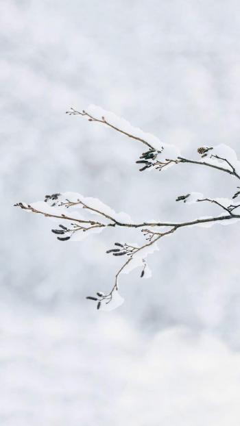 唯美冬日雪景图片手机壁纸第5张
