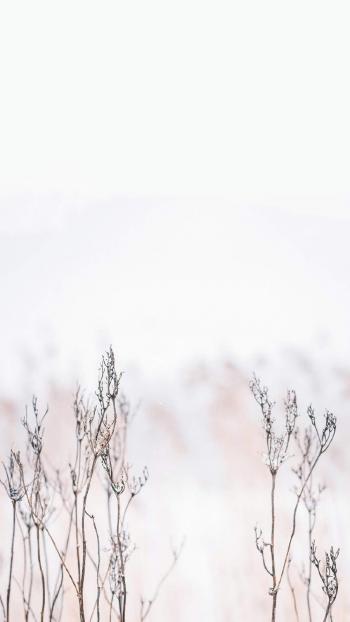唯美冬日雪景图片手机壁纸第6张