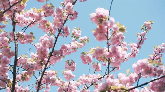 樱花图片图片 _ 第(7)张
