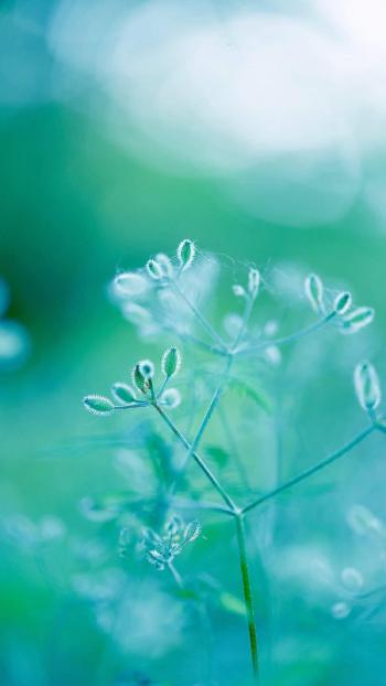 绿色植物图片 _ 第(9)张