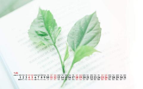 2020年8月居家静物清新桌面日历壁纸第3张