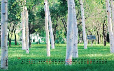 2015年6月日历壁纸清新大自然森林美景绿色护眼高清图片第5张