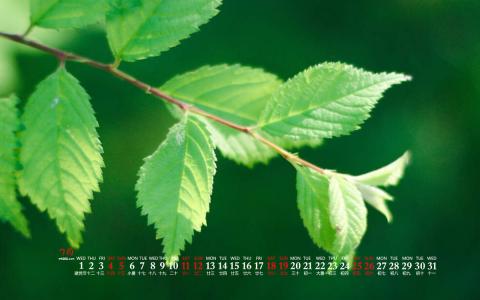 2015年6月日历壁纸清新大自然森林美景绿色护眼高清图片第6张