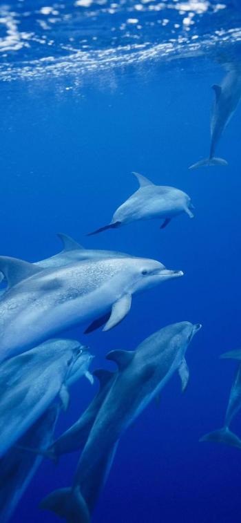 海洋生物可爱的海豚桌面壁纸第0张