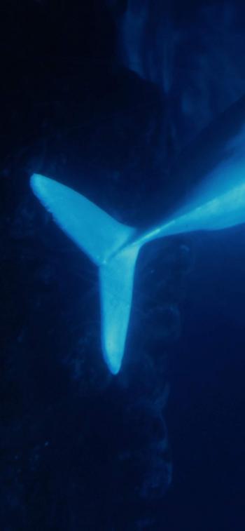 海洋生物可爱的海豚桌面壁纸第3张