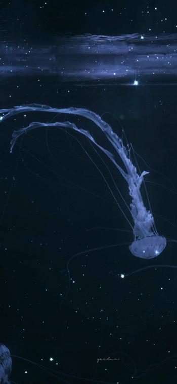 海洋生物可爱的海豚桌面壁纸第4张