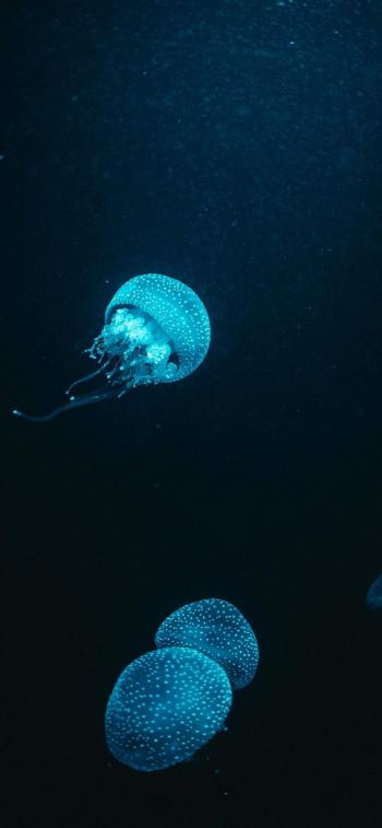 海洋生物可爱的海豚桌面壁纸第6张