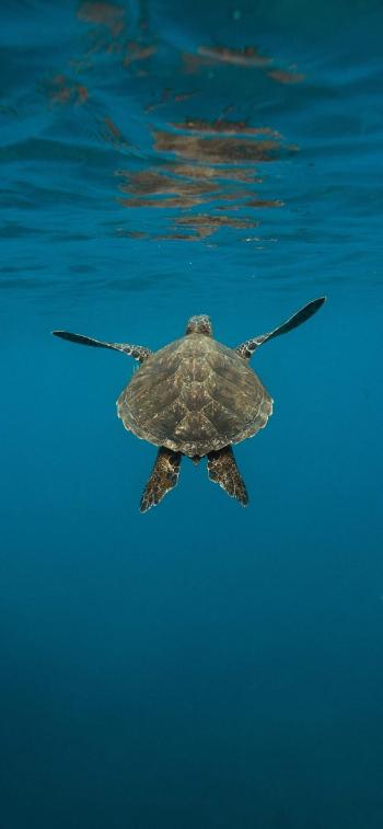 海洋生物图片 _ 第(12)张