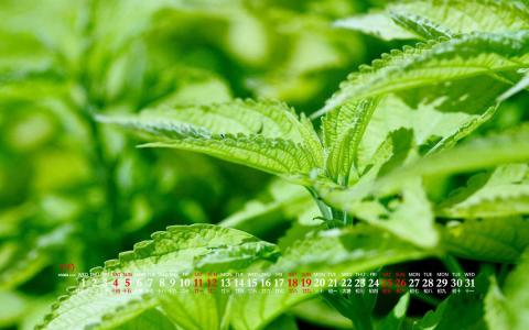 护眼桌面壁纸图片 _ 第(7)张