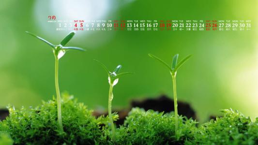绿色植物图片 _ 第(2)张