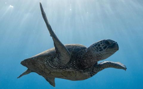 漂亮的海洋生物高清桌面壁纸第0张