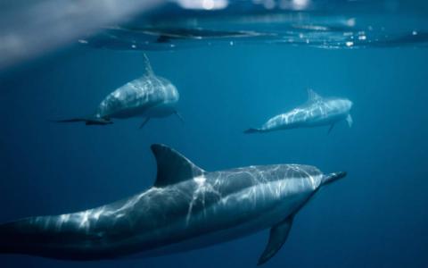 漂亮的海洋生物高清桌面壁纸第2张