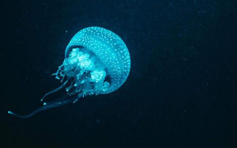 漂亮的海洋生物高清桌面壁纸第3张