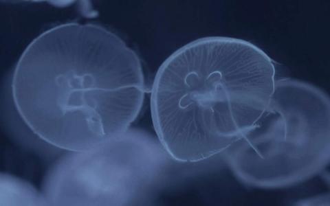 漂亮的海洋生物高清桌面壁纸第5张