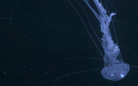 漂亮的海洋生物高清桌面壁纸第6张