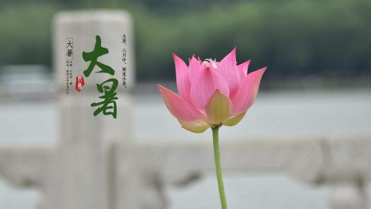 大暑之荷花图片桌面壁纸第5张