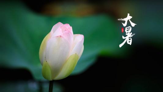 荷花图片图片 _ 第(8)张