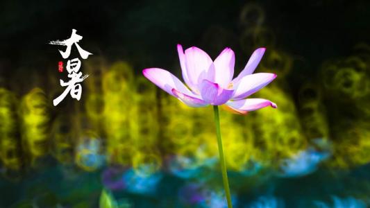 荷花图片图片 _ 第(9)张