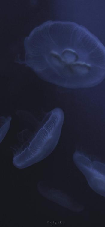 海洋生物可爱的海豚桌面壁纸第5张