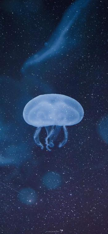 海洋生物图片 _ 第(9)张