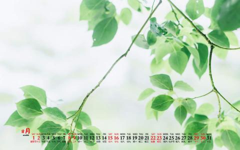 护眼桌面壁纸图片 _ 第(6)张