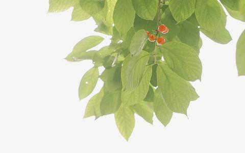 电脑桌面图片 _ 第(2)张