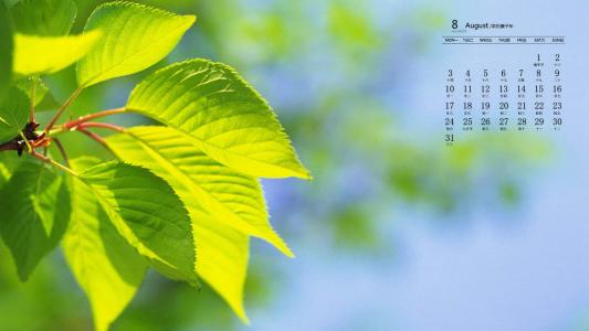 绿色植物图片 _ 第(2)张