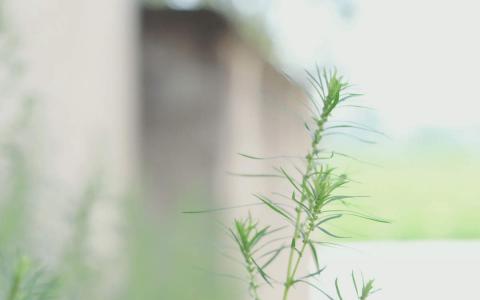 唯美清新绿色植物花卉高清摄影素材图片欣赏第3张