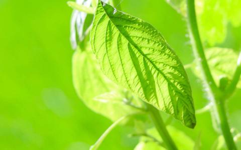 唯美清新绿色植物花卉高清摄影素材图片欣赏第4张
