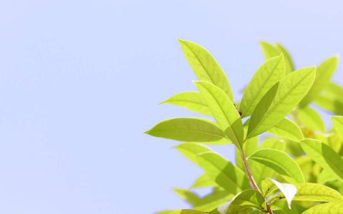 绿色植物图片 _ 第(9)张