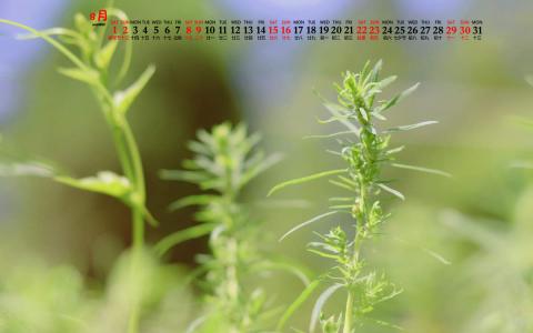 清新绿色植物图片手机壁纸第2张