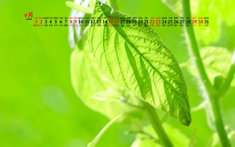 清新绿色植物图片手机壁纸第4张