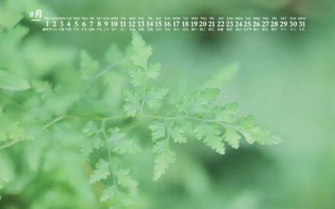 清新绿色植物图片手机壁纸第5张